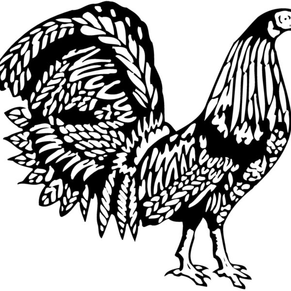 CHICK013 Thumbnail