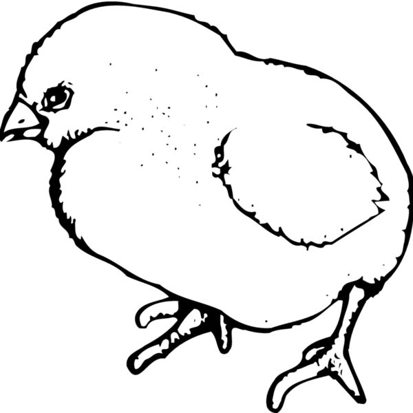 CHICK020 Thumbnail