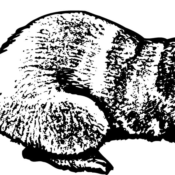 OTTER001 Thumbnail