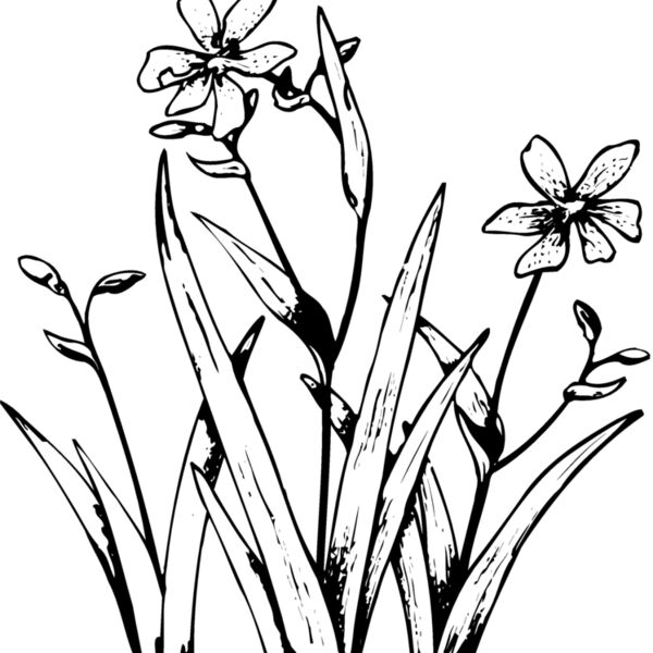 FLOWER19 Thumbnail